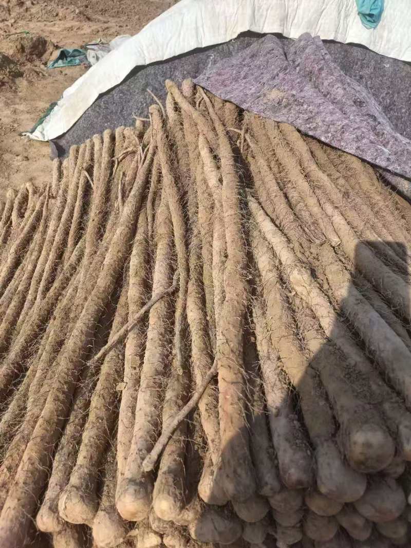 铁棍山药大量上市！！！产地直采！！！切片厂货大量有！！！