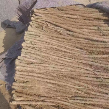 铁棍山药大量上市！！！产地直采！！！切片厂货大量有！！！