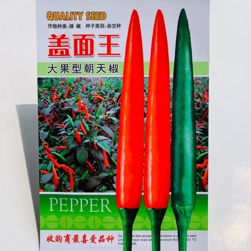 盖面王大果朝天椒种子硬度好耐寒耐热高产朝天椒种籽中早熟