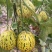 蜜研金脆花宝3豹点甜瓜种子口感好高糖绿肉高产抗病商品性