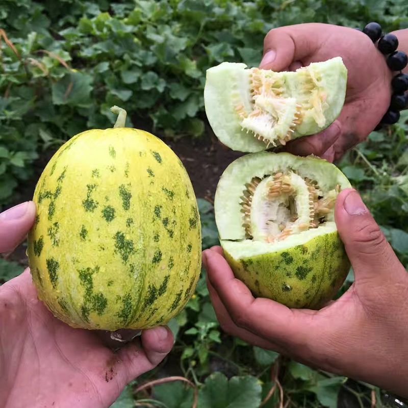蜜研金脆花宝3豹点甜瓜种子口感好高糖绿肉高产抗病商品性
