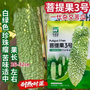 菩提果3号疙瘩绿苦瓜种子杂交白绿色珍珠苦瓜种籽苦味适中