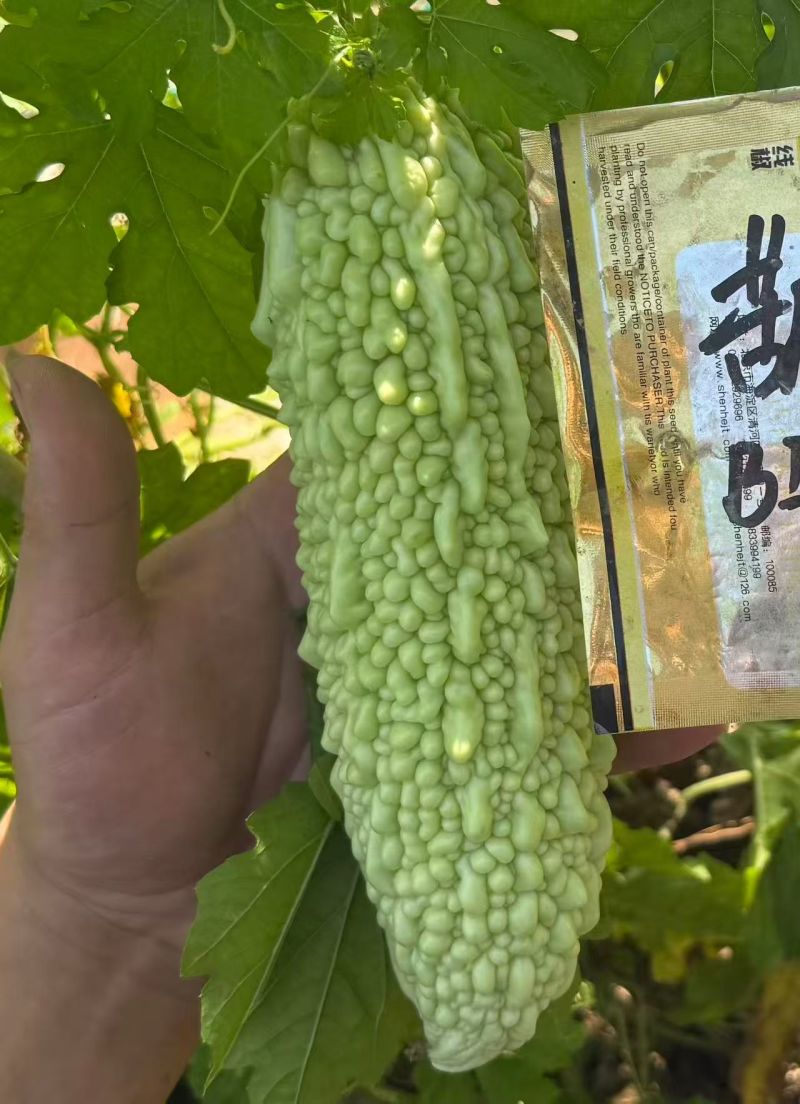 菩提果3号疙瘩绿苦瓜种子杂交白绿色珍珠苦瓜种籽苦味适中