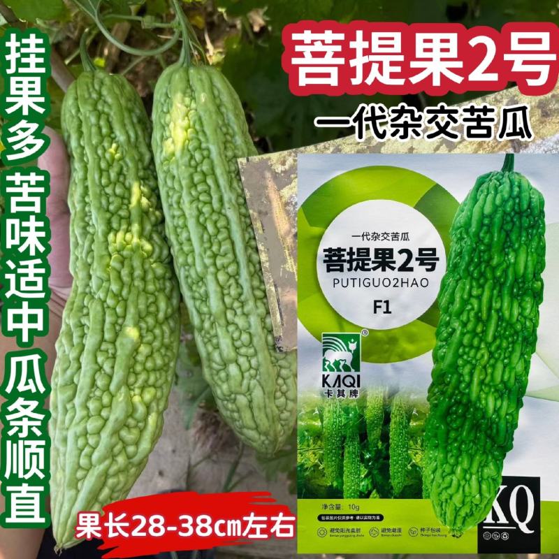 菩提果2号翠绿苦瓜种子挂果多苦味适中疙瘩绿苦瓜种籽耐热