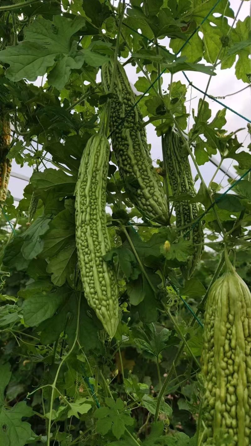 菩提果2号翠绿苦瓜种子挂果多苦味适中疙瘩绿苦瓜种籽耐热