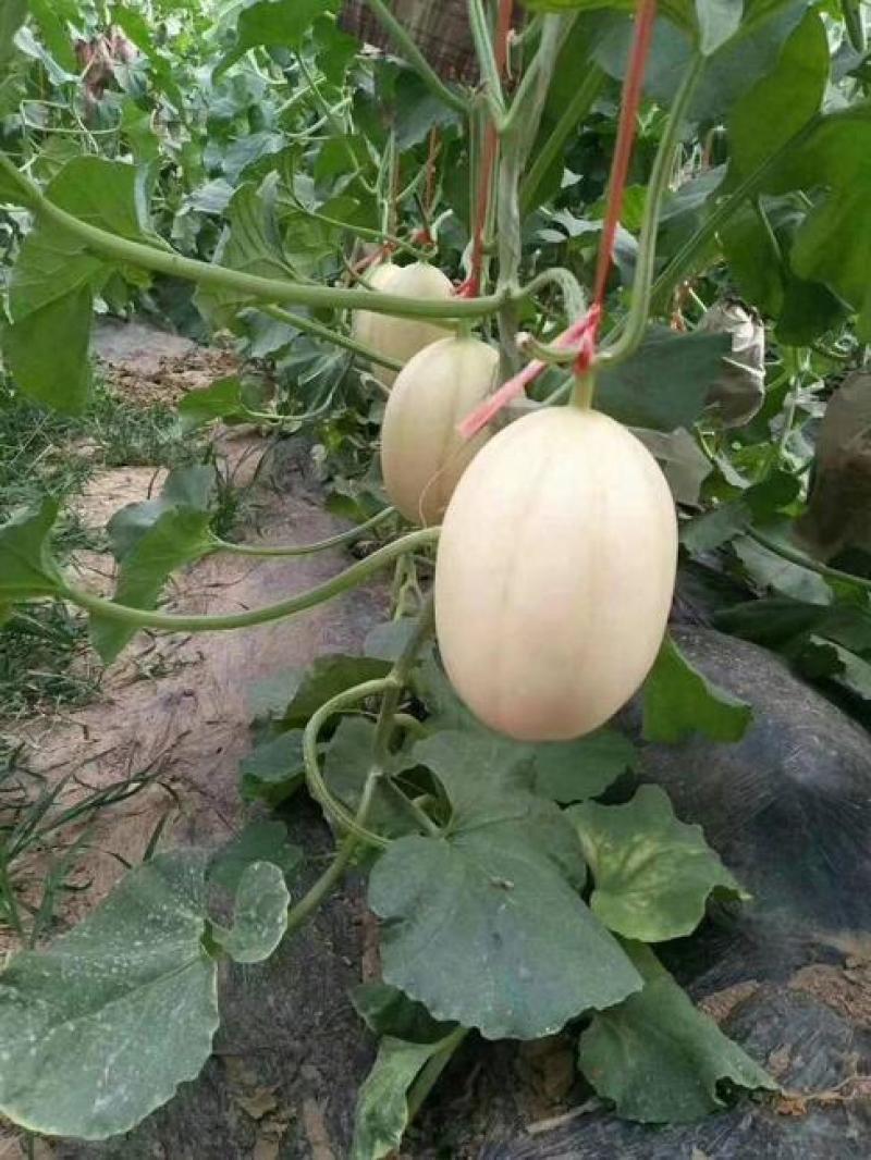 众天佳红甜瓜种子中熟厚皮香甜瓜高产抗病香甜爽脆优质杂交甜