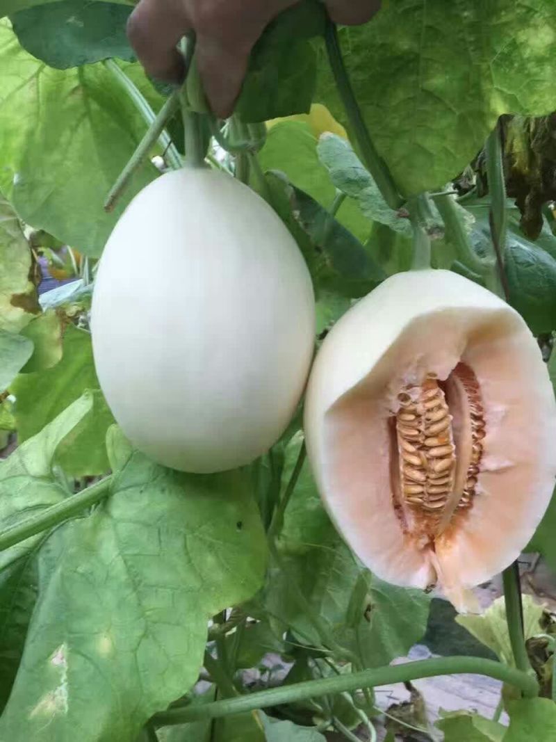 众天佳红甜瓜种子中熟厚皮香甜瓜高产抗病香甜爽脆优质杂交甜