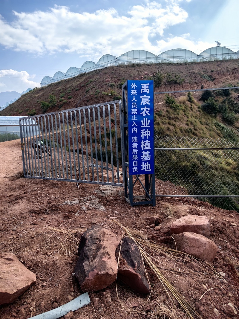 云南硬粉西红柿