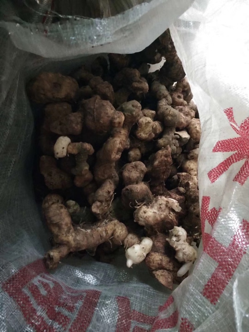 黄精老虎姜量大从优