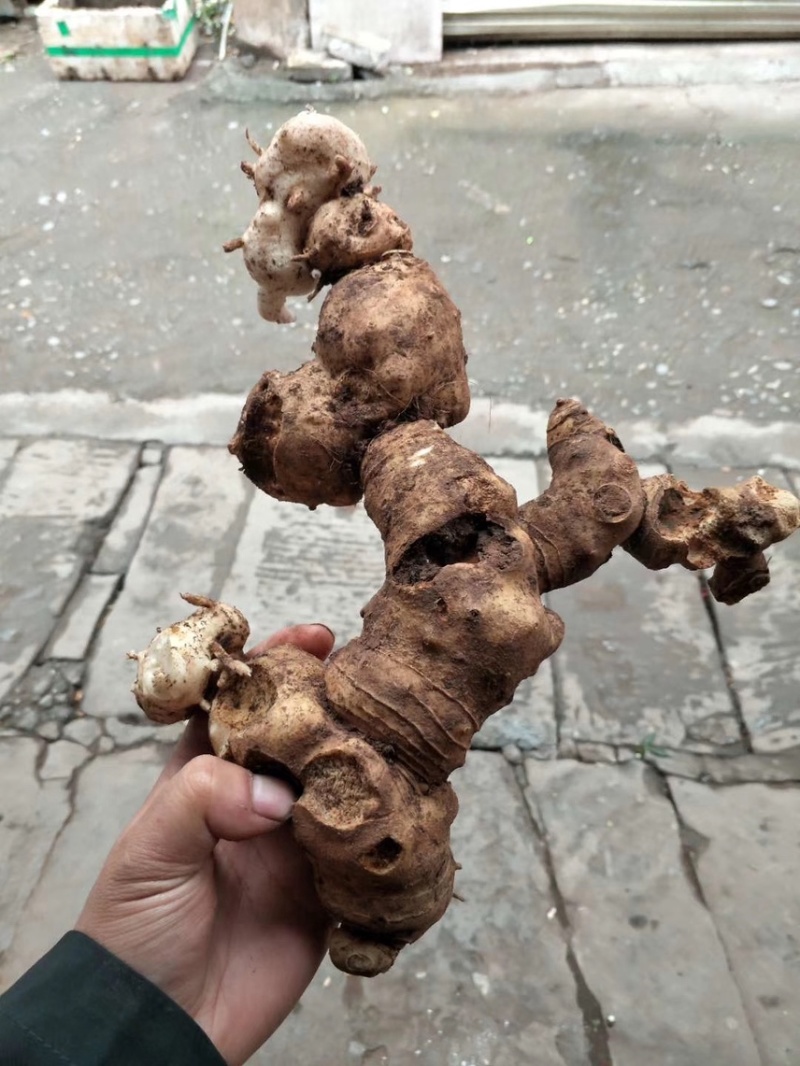 黄精老虎姜量大从优