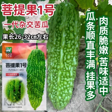 菩提果1号苦瓜种子一代杂交亮绿色苦瓜种籽疙瘩绿苦瓜种耐热