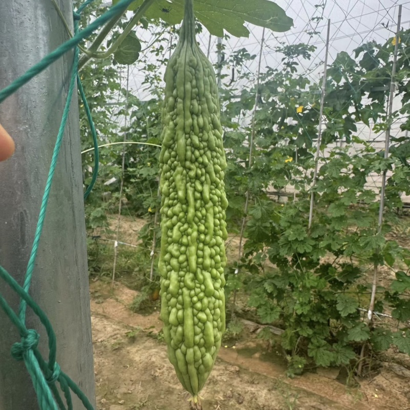 菩提果1号苦瓜种子一代杂交亮绿色苦瓜种籽疙瘩绿苦瓜种耐热
