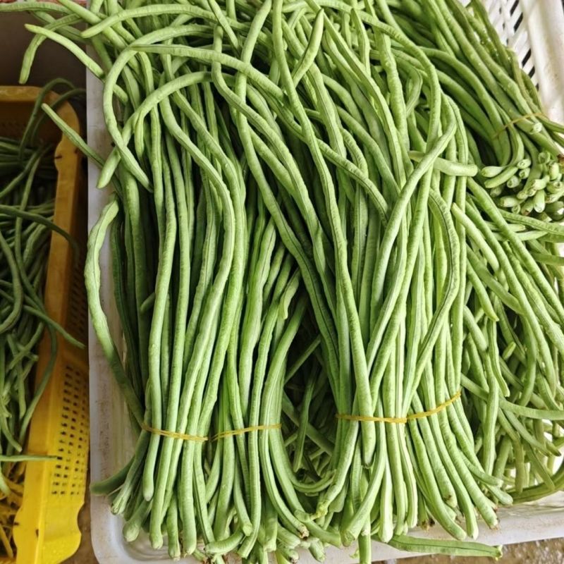 信研夏绿e秀豆角种子高产青绿色豆角不鼓籽无鼠尾耐热豇豆