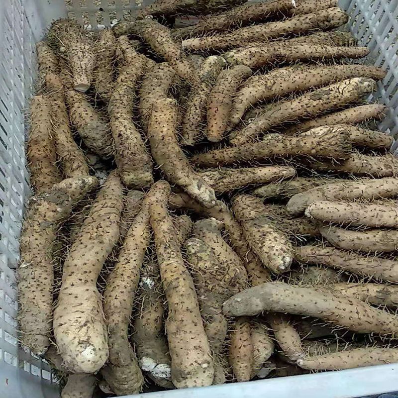 广东潮汕姜薯