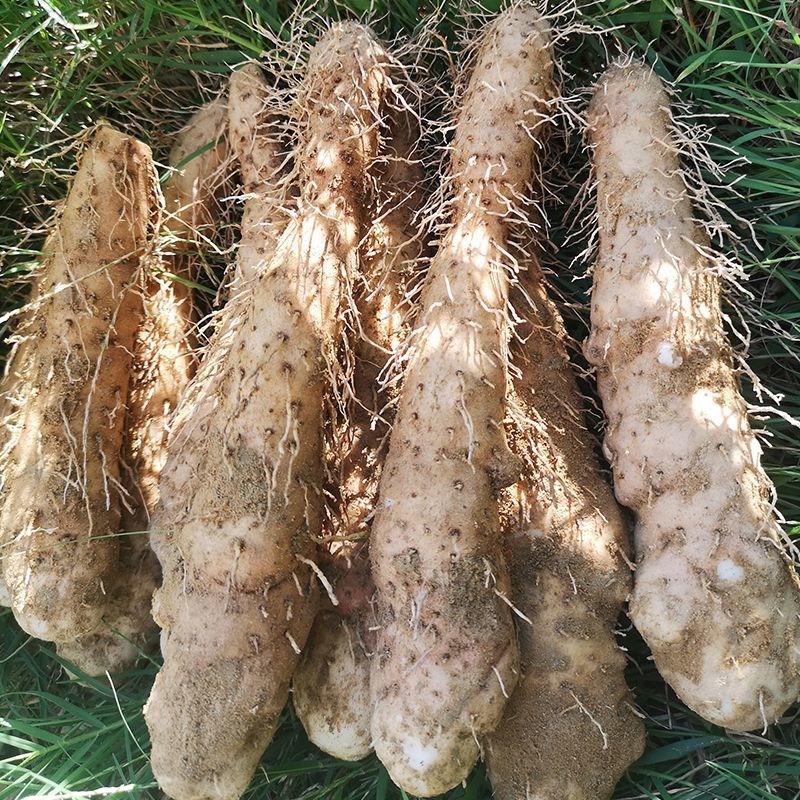 广东潮汕姜薯
