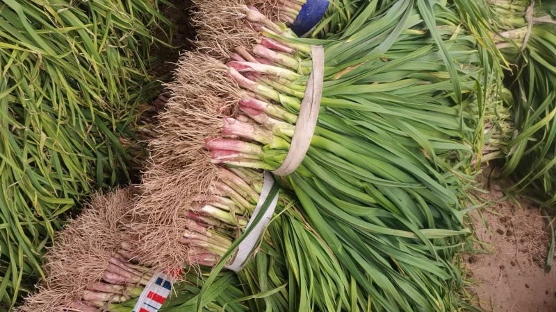 蒜苗