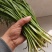 韭菜根大量上市，欢迎全国采购商前来洽谈