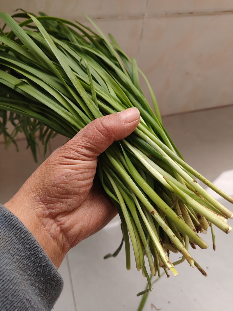 韭菜根大量上市，欢迎全国采购商前来洽谈