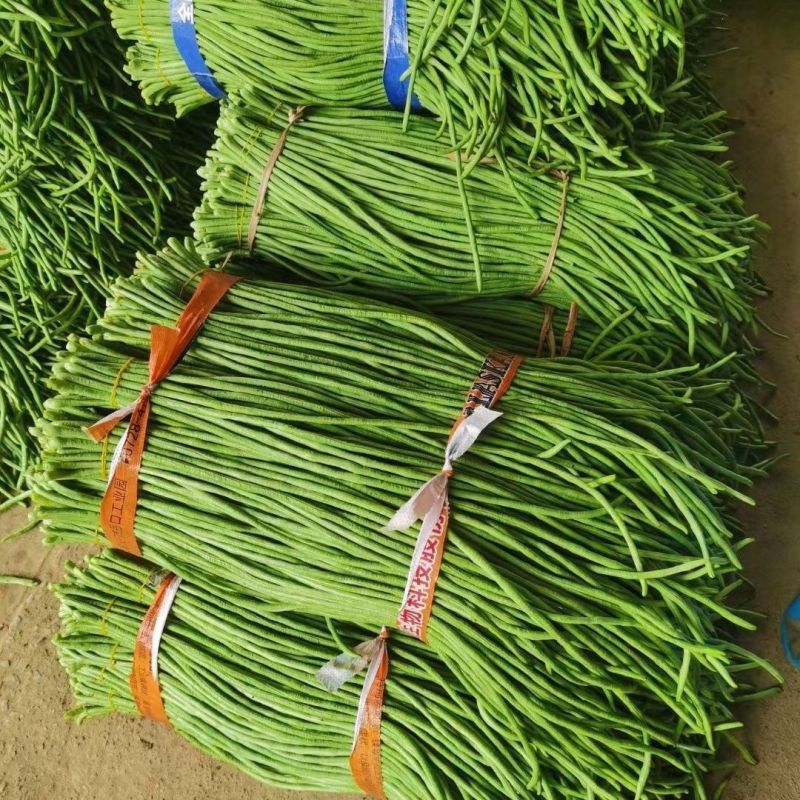 扬眉吐气豆角种子露地大棚豇豆种籽鲜荚翠绿双荚