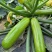 法拉帝西葫芦种子罐装春秋季越冬耐低温弱光油亮翠绿占瓜