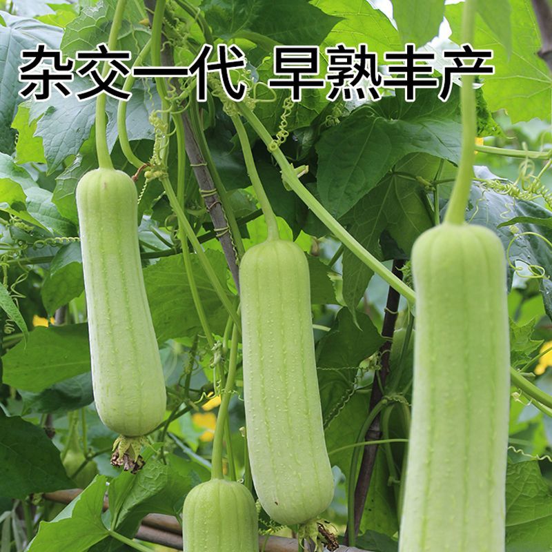 香嘟嘟丝瓜种子早熟油亮白绿丝瓜种籽果肉绿白口感清甜烹饪
