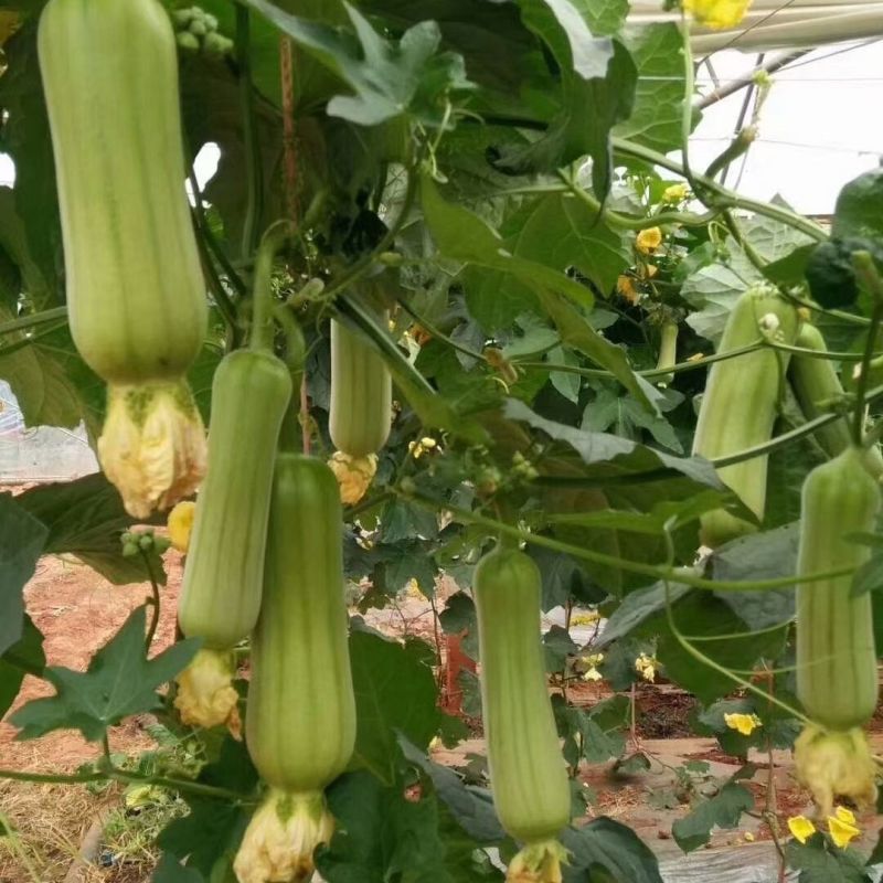 香嘟嘟丝瓜种子早熟油亮白绿丝瓜种籽果肉绿白口感清甜烹饪