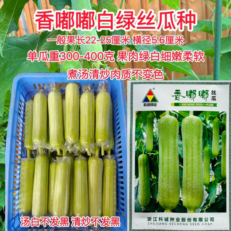 香嘟嘟丝瓜种子早熟油亮白绿丝瓜种籽果肉绿白口感清甜烹饪