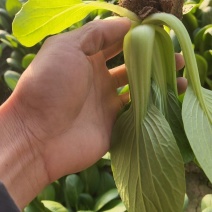 油菜