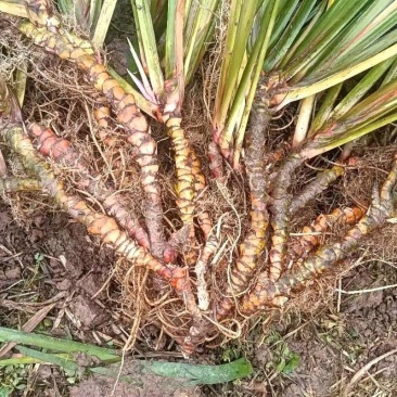 野生石菖蒲