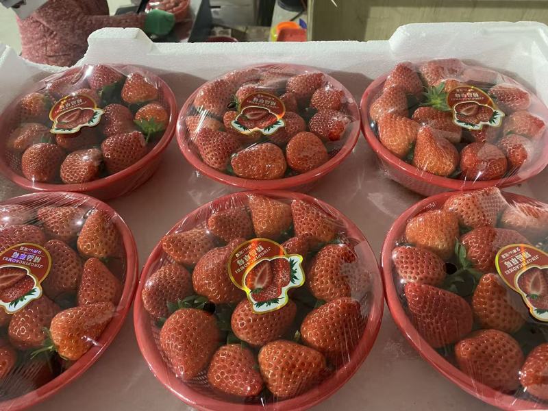 香野草莓九香宁玉草莓全国发货包装齐全