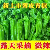精品直棍薄皮泡椒今日报价品质有保障价格不高需要的联系