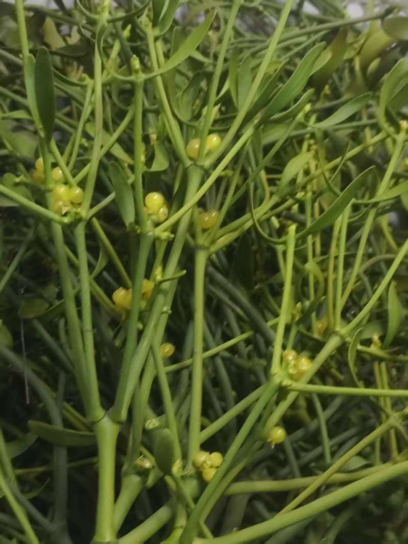 槲寄生一千多斤一次出售需要的联系***********
