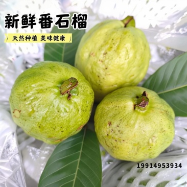 红心西瓜芭乐