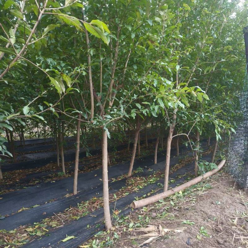 基地供应泰山红石榴苗2公分3公分4公分现挖苗成活率高