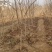 基地供应泰山红石榴苗2公分3公分4公分现挖苗成活率高