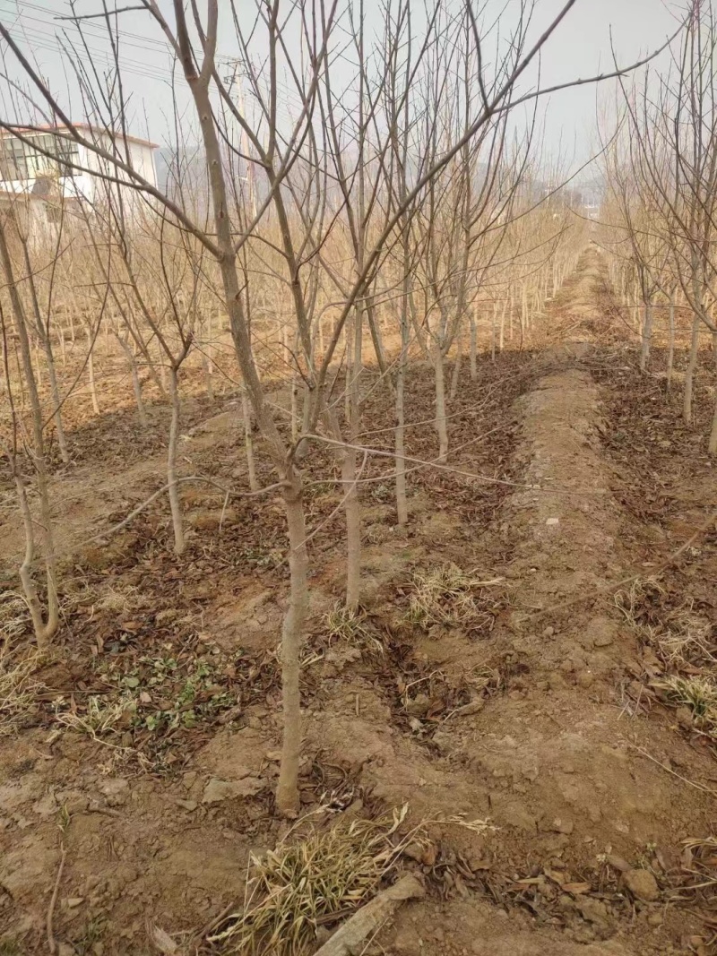 基地供应泰山红石榴苗2公分3公分4公分现挖苗成活率高