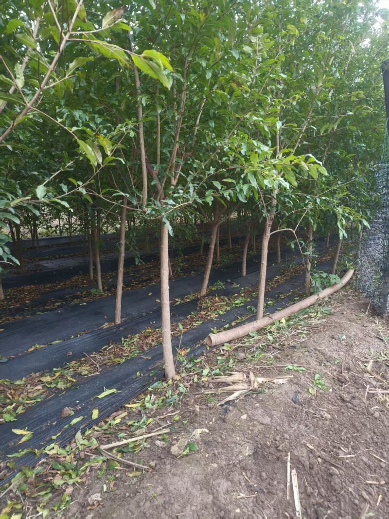 基地供应泰山红石榴苗2公分3公分4公分现挖苗成活率高