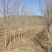 基地供应泰山红石榴苗2公分3公分4公分现挖苗成活率高