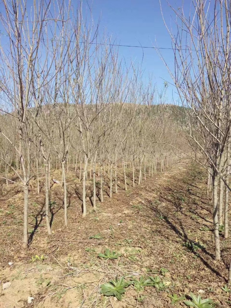 基地供应泰山红石榴苗2公分3公分4公分现挖苗成活率高