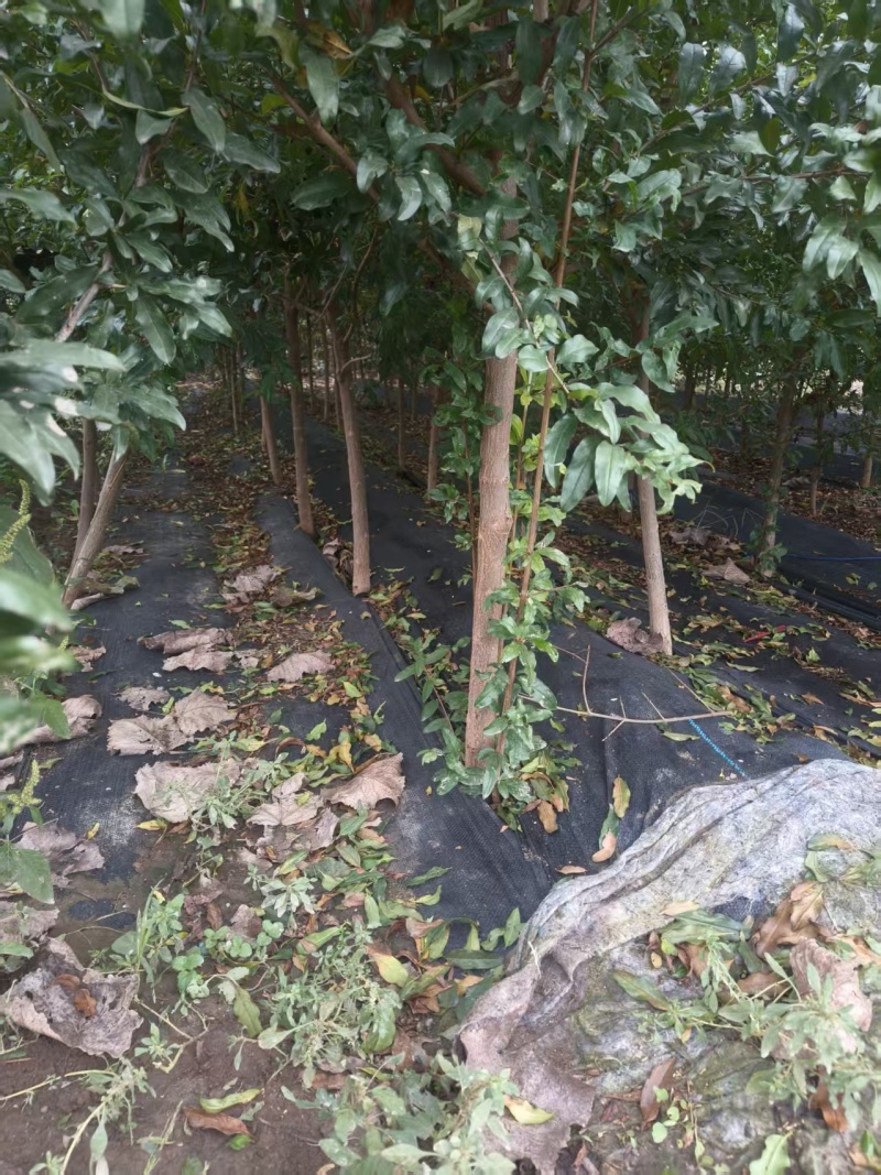 基地供应泰山红石榴苗2公分3公分4公分现挖苗成活率高