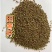 田菁种子别名碱菁涝豆耐涝耐旱土壤改良高产牧草种籽果园绿肥