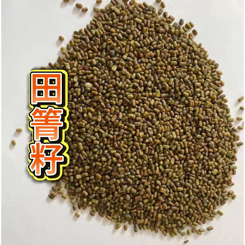 田菁种子别名碱菁涝豆耐涝耐旱土壤改良高产牧草种籽果园绿肥