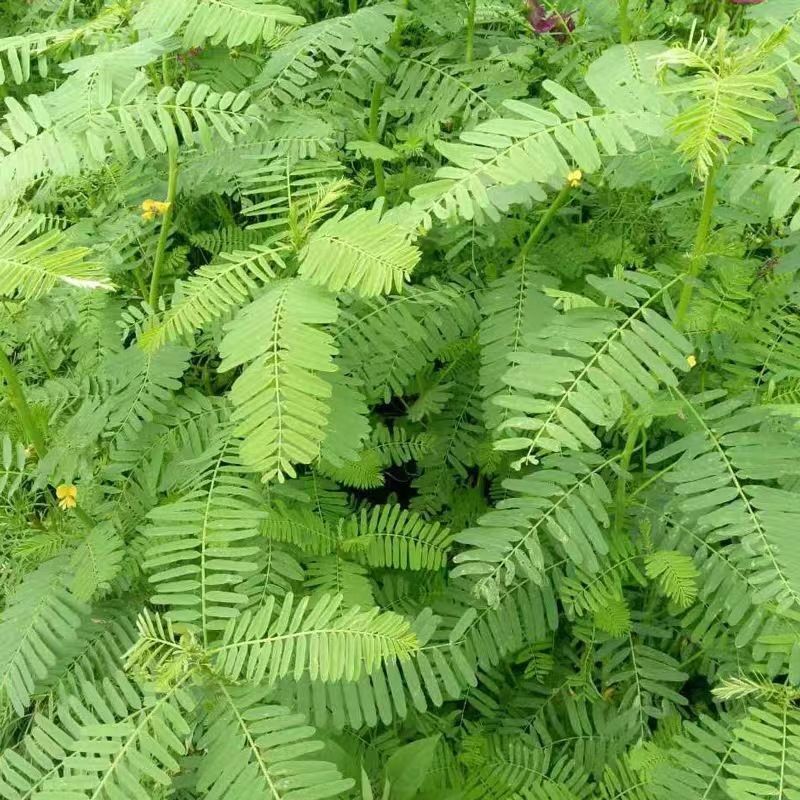 田菁种子别名碱菁涝豆耐涝耐旱土壤改良高产牧草种籽果园绿肥