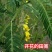 田菁种子别名碱菁涝豆耐涝耐旱土壤改良高产牧草种籽果园绿肥