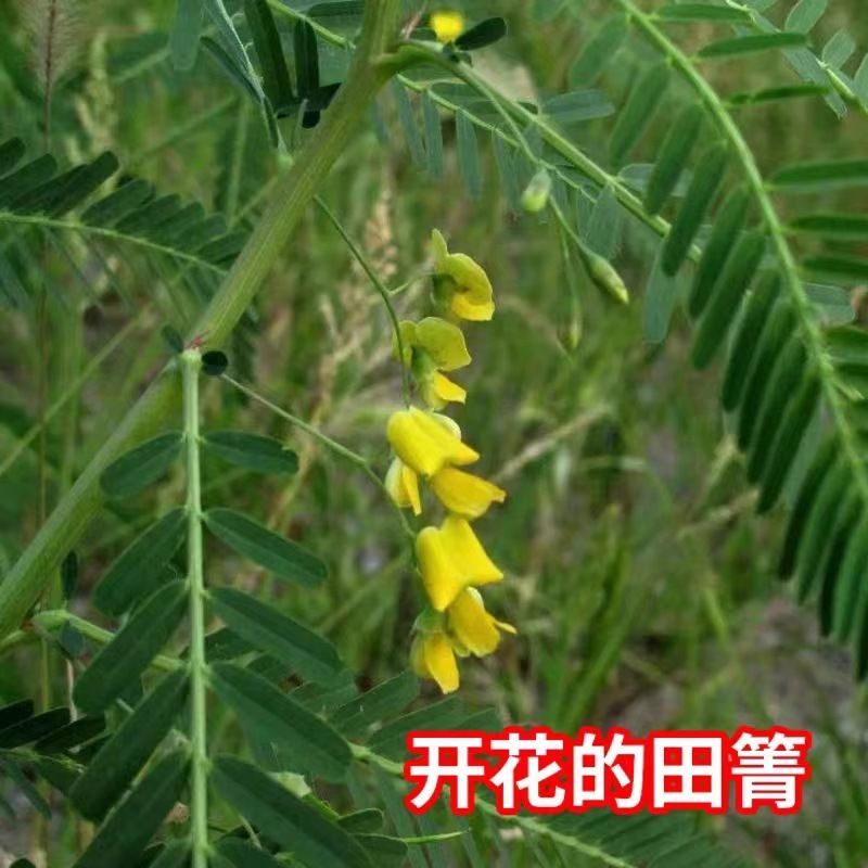 田菁种子别名碱菁涝豆耐涝耐旱土壤改良高产牧草种籽果园绿肥