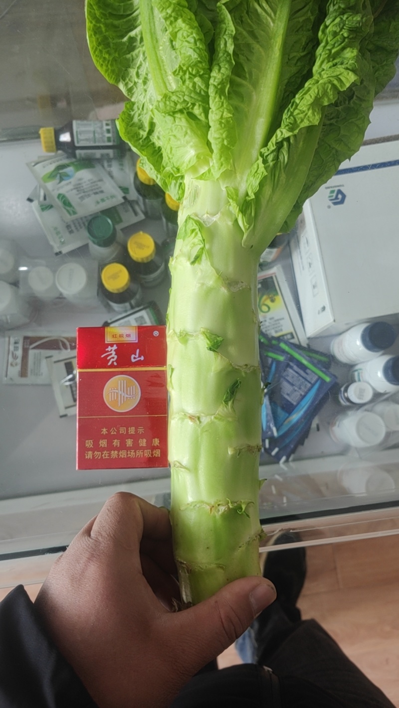 精品莴苣无花无裂无空心虎2-3