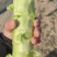 精品莴苣无花无裂无空心虎2-3
