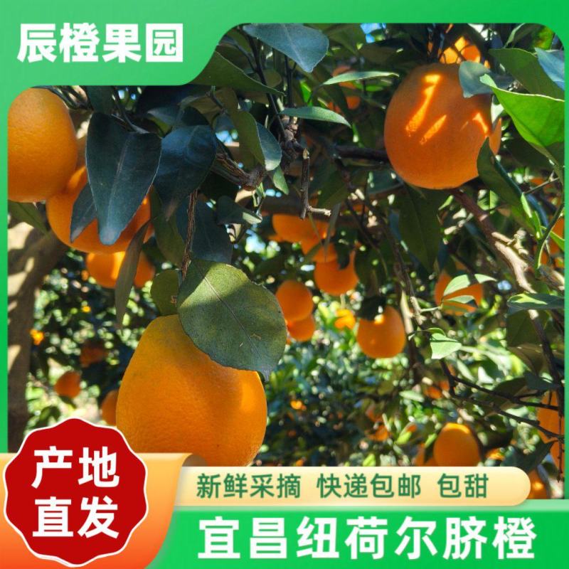 宜昌纽荷尔脐橙产地直发鲜甜多汁九甜一酸入口爆汁现摘现发包