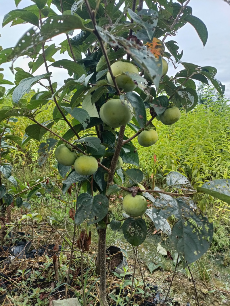 太秋甜柿苗