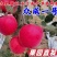 果园直发苹果树苗众诚1号3号秦冠花牛苹果包品种成活